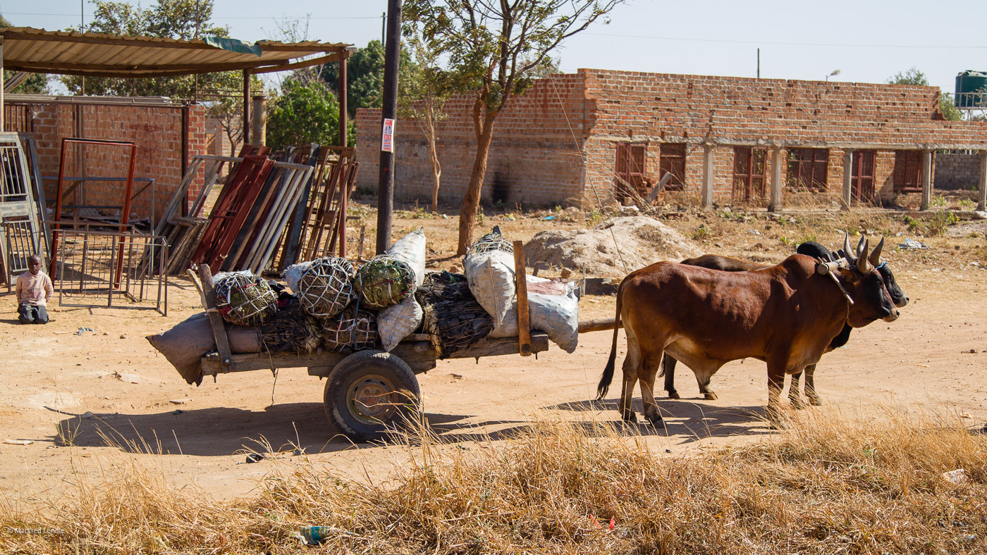 2019_Zambia_1D-9662.jpg